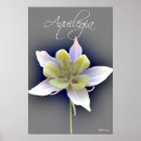 Buscar aquilegia posters Fotografía