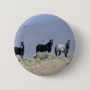 Buscar mustang chapas Ecuestre