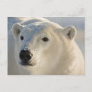 Buscar bahía de hudson postales Oso polar