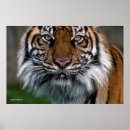 Buscar fotos de animales salvajes posters Smithsonian