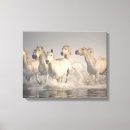 Buscar splash lienzos Granja