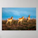 Buscar el parque del sur posters Vida silvestre