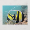 Buscar ídolo postales Hawaii
