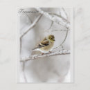 Buscar goldfinch Dorado