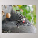 Buscar viuda posters Veneno