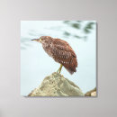 Buscar heron lienzos Vida silvestre