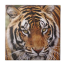 Buscar bengala azulejos Vida silvestre