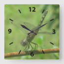 Buscar libélulas relojes de pared Insecto