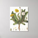 Buscar dientes de león lienzos Botánico