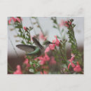 Buscar hummer postales Colibrí