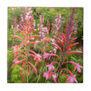 Buscar del gallo azulejos Cerca