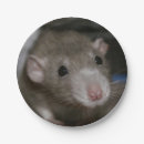 Buscar rata platos Adorable