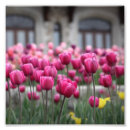 Buscar tulipán rosado posters Flor