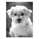 Buscar nariz de perro posters Lindo