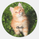 Buscar tabby cat pegatinas Amante del gato