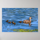 Buscar patos silvestres posters General y unisex