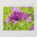 Buscar margarita africana postales Flor