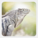 Buscar iguana verde pegatinas Naturaleza
