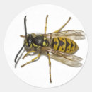 Buscar avispa pegatinas Animal