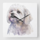 Buscar perro maltés blanco posters Adorable
