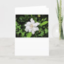 Buscar gardenias tarjetas Naturaleza