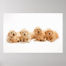 Buscar para bebés posters Perro