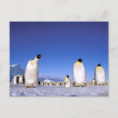 Buscar la antártida postales Nieve