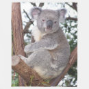 Buscar koala mantas Fauna
