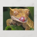 Buscar geckos postales General y unisex