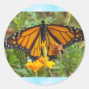 Buscar mariposa de monarca pegatinas 4 º alas