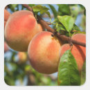 Buscar plantación pegatinas Jardín