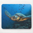 Buscar chelonia Costero