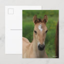 Buscar cuaderno postales Animal