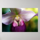 Buscar orquídeas verdes posters Plantas