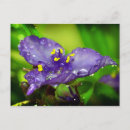 Buscar gota de lluvia postales Lila