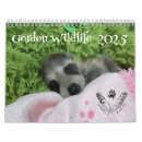 Buscar mapache calendarios Animales
