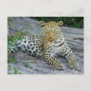 Buscar leopardo postales General y unisex