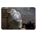 Buscar gato persa blanco imanes Para todos