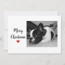 Buscar dog fotograficas tarjetas General y unisex
