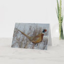 Buscar faisanes tarjetas General y unisex