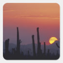 Buscar cactus del saguaro pegatinas Planta