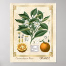 Buscar plantas medicinales posters Botánico