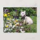 Buscar westie postales Terrier