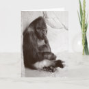Buscar gorila fotografía Primate