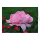 Buscar rosas fuertes fotografía Naturaleza