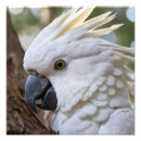 Buscar cockatoo fotografía Australiano