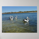 Buscar pelícano posters Océano