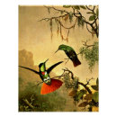 Buscar portadores posters Pájaros