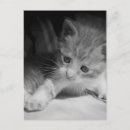 Buscar gatitos negros postales Adorable