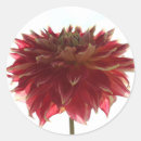 Buscar dalias manualidades Flor